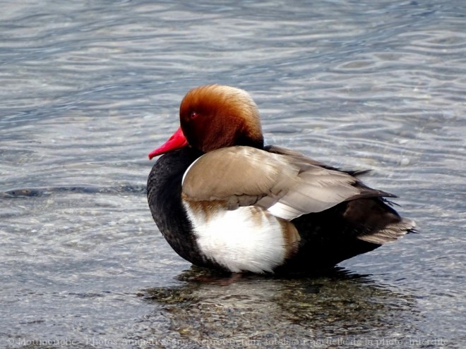 Photo de Canard nette rousse