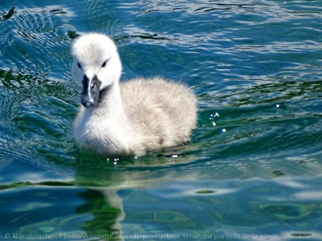 Photo de Cygne