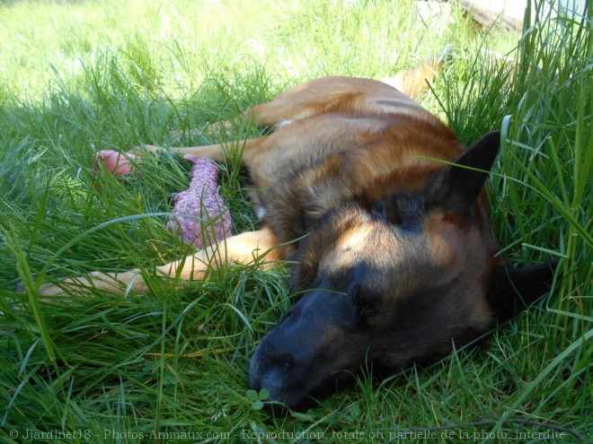 Photo de Berger belge malinois