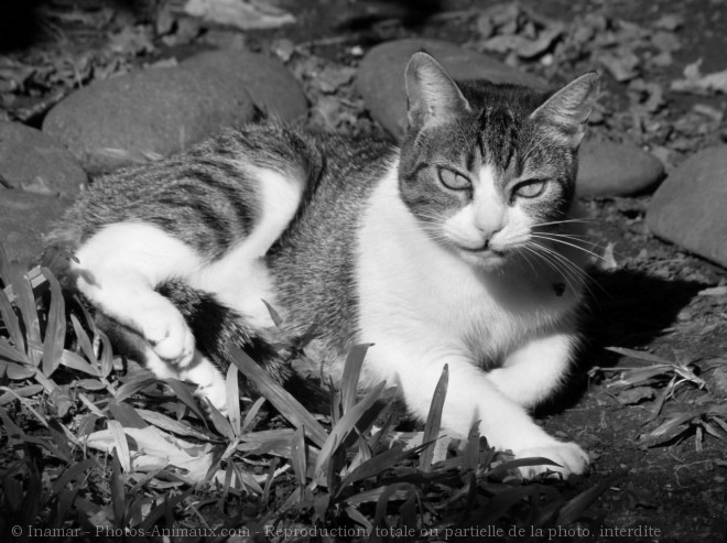 Photo de Chat domestique