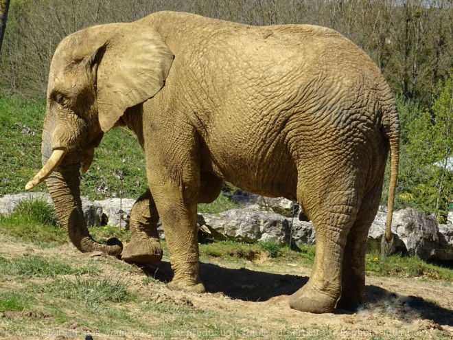 Photo d'Elphant d'afrique