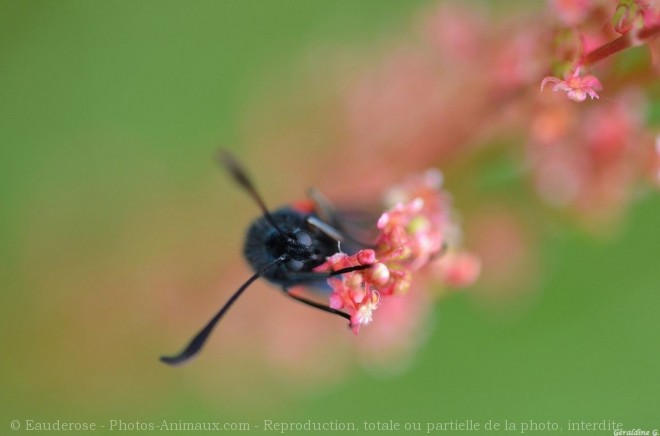 Photo de Papillon