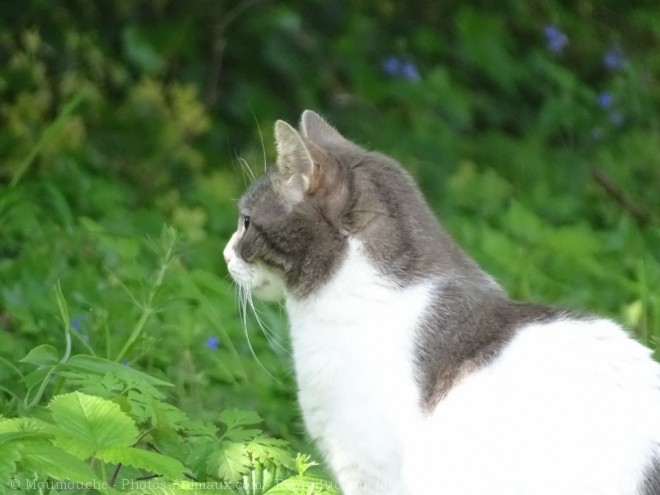 Photo de Chat domestique