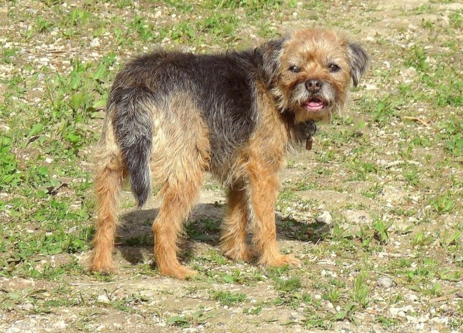 Photo de Border terrier