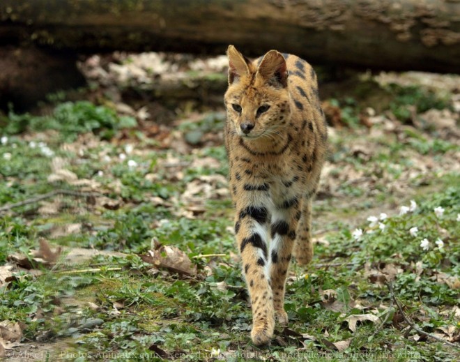 Photo de Serval