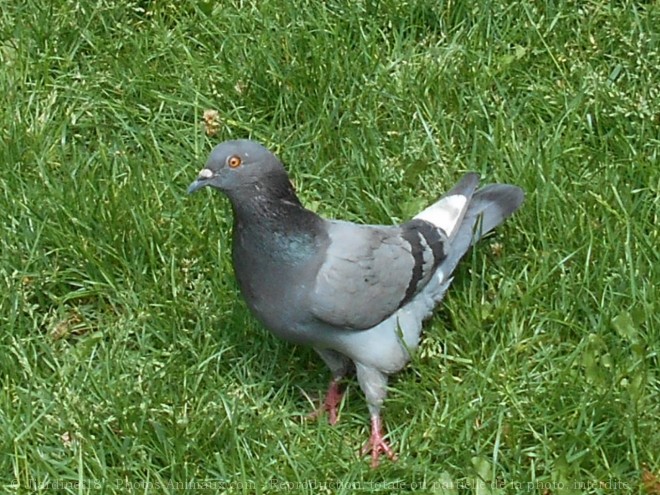 Photo de Pigeon - biset