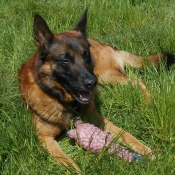 Photo de Berger belge malinois