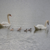 Photo de Cygne