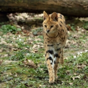 Photo de Serval