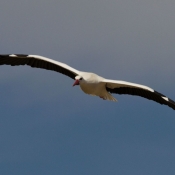 Photo de Cigogne