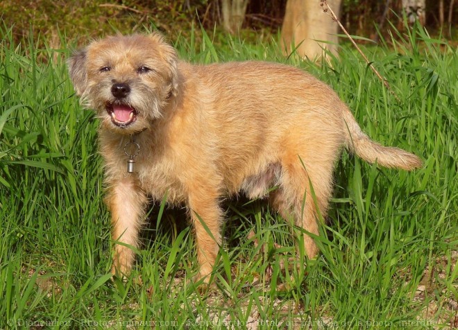 Photo de Border terrier