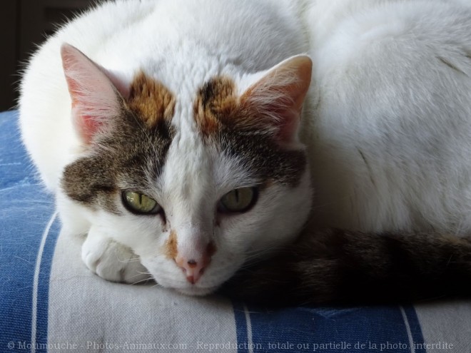 Photo de Chat domestique