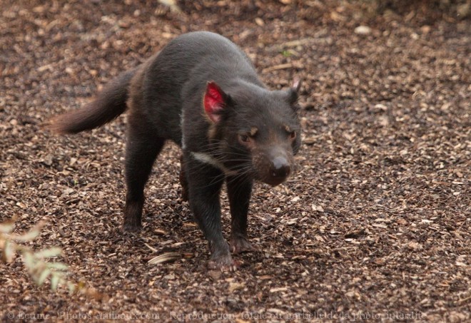 Photo de Diable de tasmanie