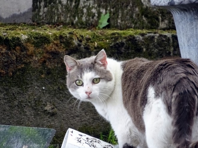 Photo de Chat domestique