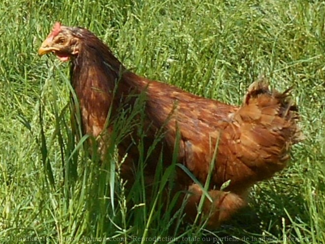 Photo de Poule