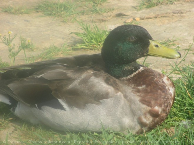 Photo de Canard colvert