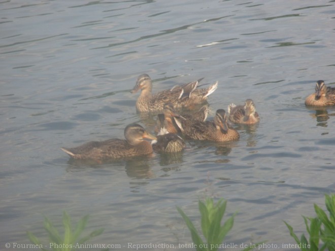 Photo de Canard colvert