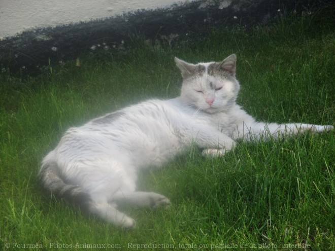 Photo de Chat domestique