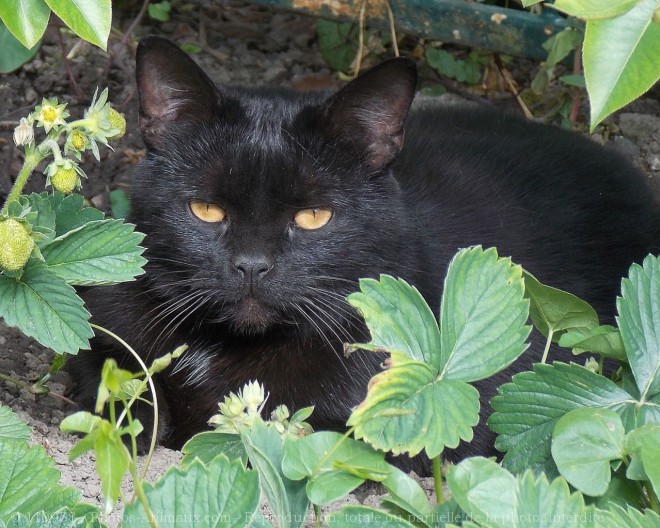 Photo de Chat domestique