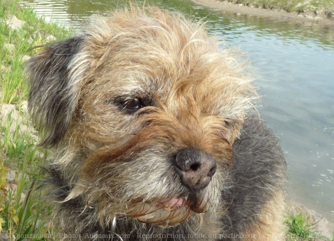 Photo de Border terrier