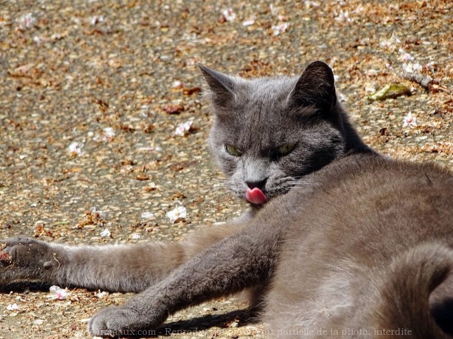 Photo de Chat domestique