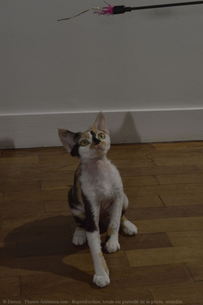 Photo de Devon rex