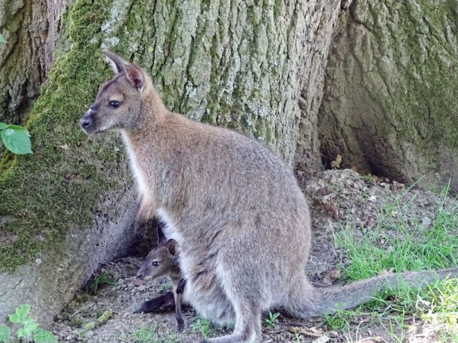 Photo de Wallaby