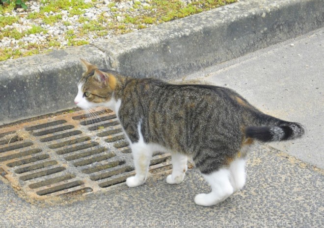 Photo de Chat domestique