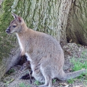 Photo de Wallaby