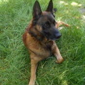 Photo de Berger belge malinois