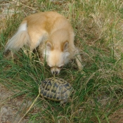 Photo de Chihuahua  poil long