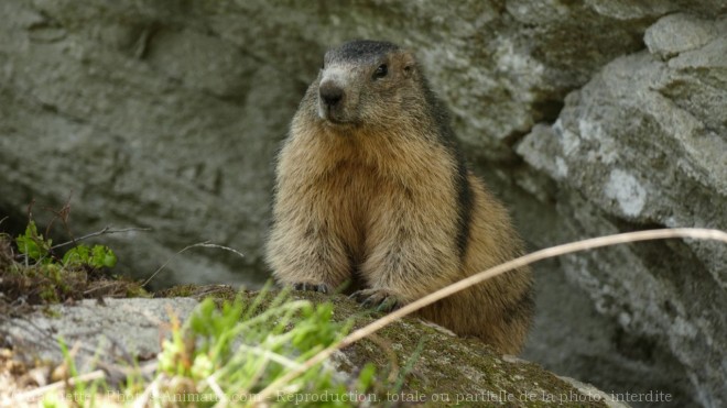 Photo de Marmotte