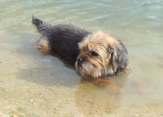 Photo de Border terrier