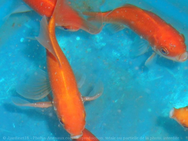 Photo de Poissons rouges