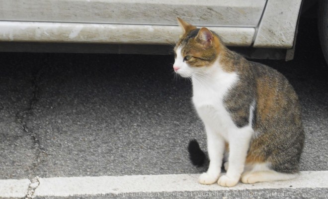 Photo de Chat domestique