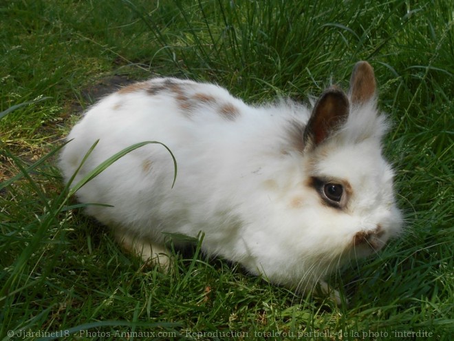 Photo de Lapin