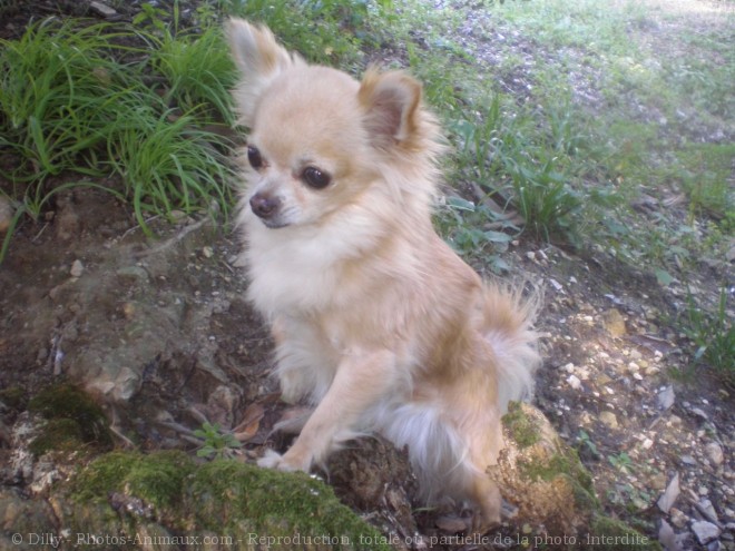 Photo de Chihuahua  poil long