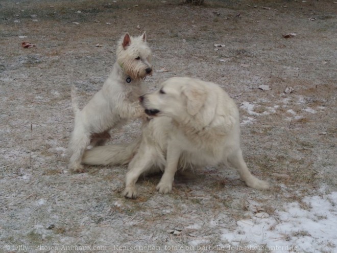 Photo de Races diffrentes