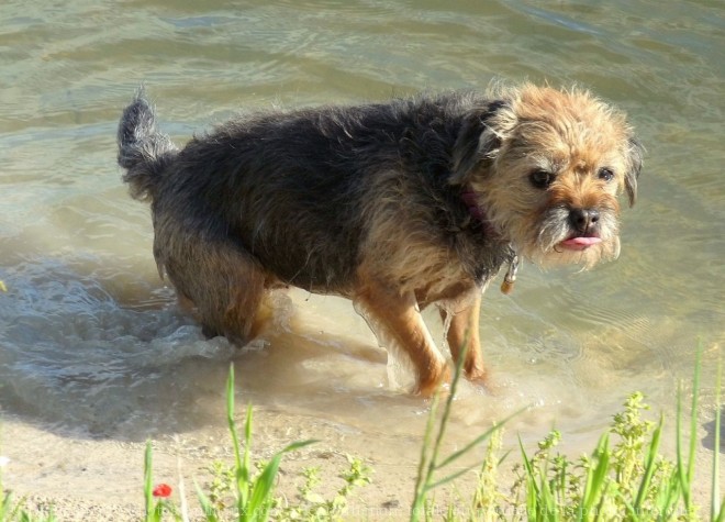 Photo de Border terrier