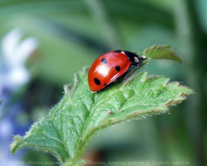 Photo de Coccinelle