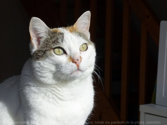 Photo de Chat domestique