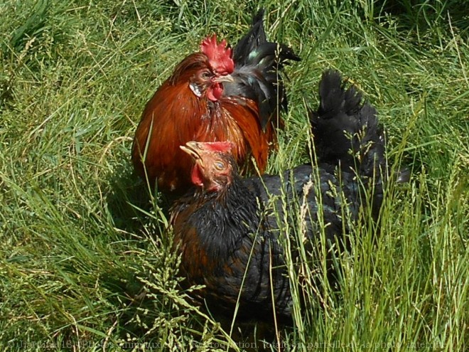 Photo de Poule