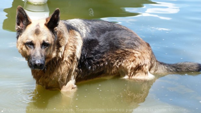 Photo de Berger allemand  poil court