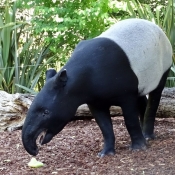 Photo de Tapir