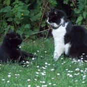 Photo de Chat domestique