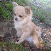 Photo de Chihuahua  poil long