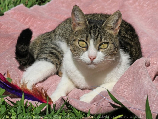 Photo de Chat domestique