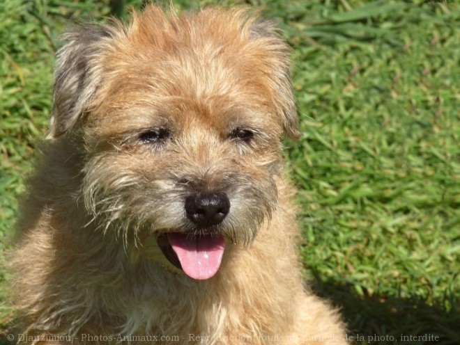 Photo de Border terrier