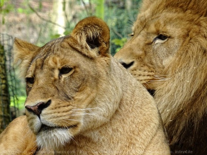 Photo De Lion Lionne De Beauval N Sur Photos Animaux Com