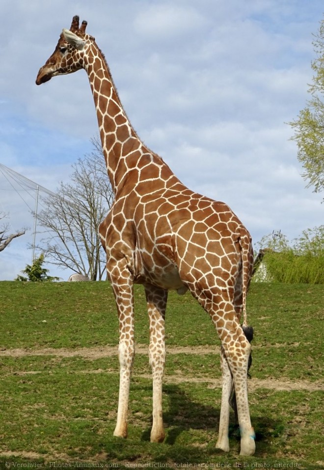 Photo de Girafe